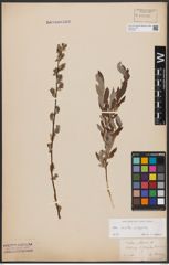 Foto von Salix aurita L. x Salix repens L.